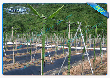 Anti tessuto/stuoia UV del diserbo del giardino del polipropilene di Enviro per la copertura non tessuta di LandscapeAgriculture