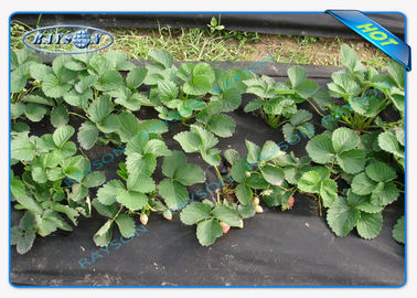 L'agricoltura resistente UV del polipropilene di Weedblock non tessuta riguarda 3 piedi X 50 piedi