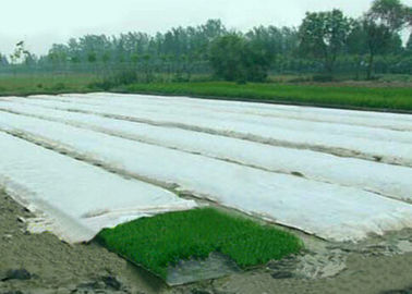 Prodotto non intessuto della copertura di agricoltura di Spunbond, tessuti del paesaggio pp per la serra