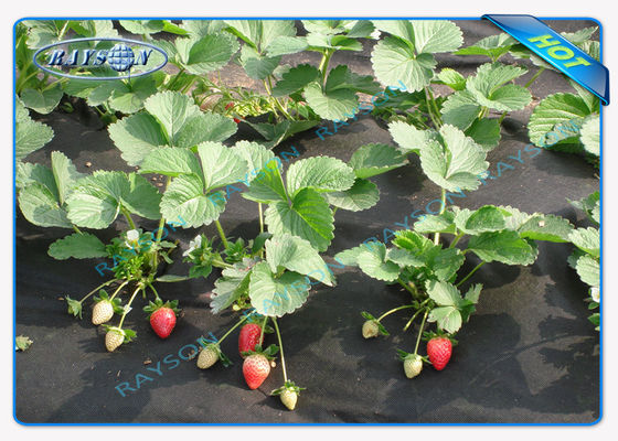 Copertura non tessuta resistente biodegradabile di Agricultrual nel colore nero 1.5OZ 40gsm a 100gsm