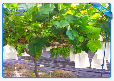 Prodotto non intessuto del paesaggio delle borse della frutta del film del pacciame della copertura della pianta con anti UV